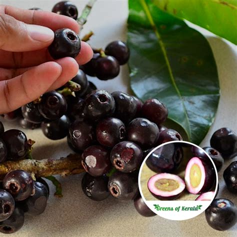 igot fruit in tagalog|The Philippines’ Lipote – Syzygium polycephaloides .